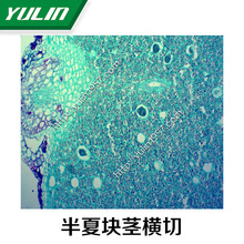 生物实验显微镜切片 中药切片 实验器材 半夏块茎横切
