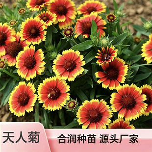 ���|���˾��^�p���N ����ͥԺ���Խ��� ���̾G���N��Դ�^���l