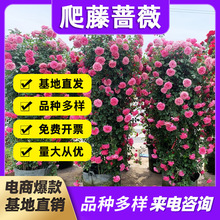 �ٱ��¼��������l�����¼����T��ɳ��ʯ�W�����Զ໨�Nޱ�����_��