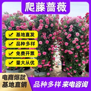Vine Rose Flower Seedlings Wholesale Climbing Rose Arch Longsha Gem European Moon Potted Multi-Flowered Rose Blooming in the Same Year