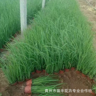 �R�m�S�����l�^�p��ˮ��ֲ�ﻨ��ͥԺ�ͺ��ͺ��G�����̶���������