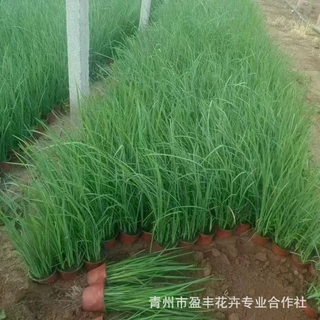 马兰厂家批发观赏花水生植物花卉庭院耐旱耐寒绿化工程多年生花卉