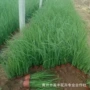 工程庭院植物水生马兰