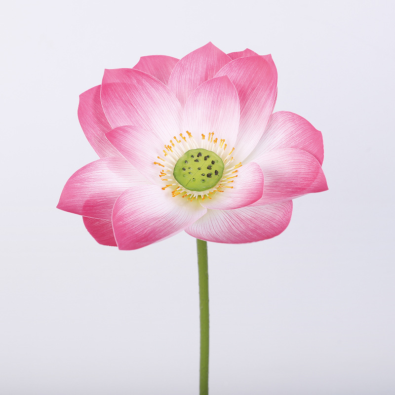 연꽃 (깊은 분말) 스몰 사이즈