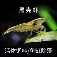 淡水观赏虾草缸除藻虾黑壳虾活体鱼缸杂质清洁水族箱水草缸工具虾