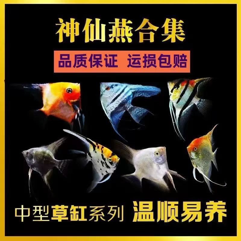 神仙燕鱼神仙鱼燕鱼秘鲁热带观赏鱼小型鱼苗墨燕七彩神仙鱼七彩鱼