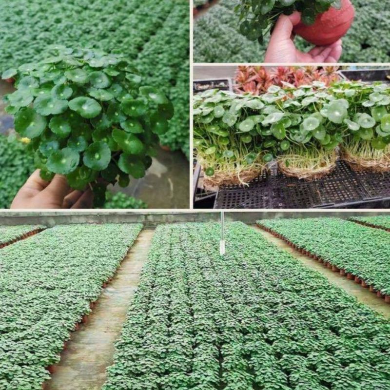 銅貨草水耕植物屋内オフィスデスクトップ鉢植え花四季常緑植物空気を浄化怠惰な人|undefined