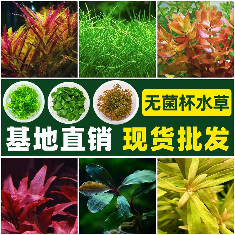Стерильный стакан для водных растений, настоящие водные растения для ландшафтного дизайна, светотеневызно выносливые водные растения, водные растения для переднего плана, водные растения с гипердwarfным ростом, стерильный стакан.