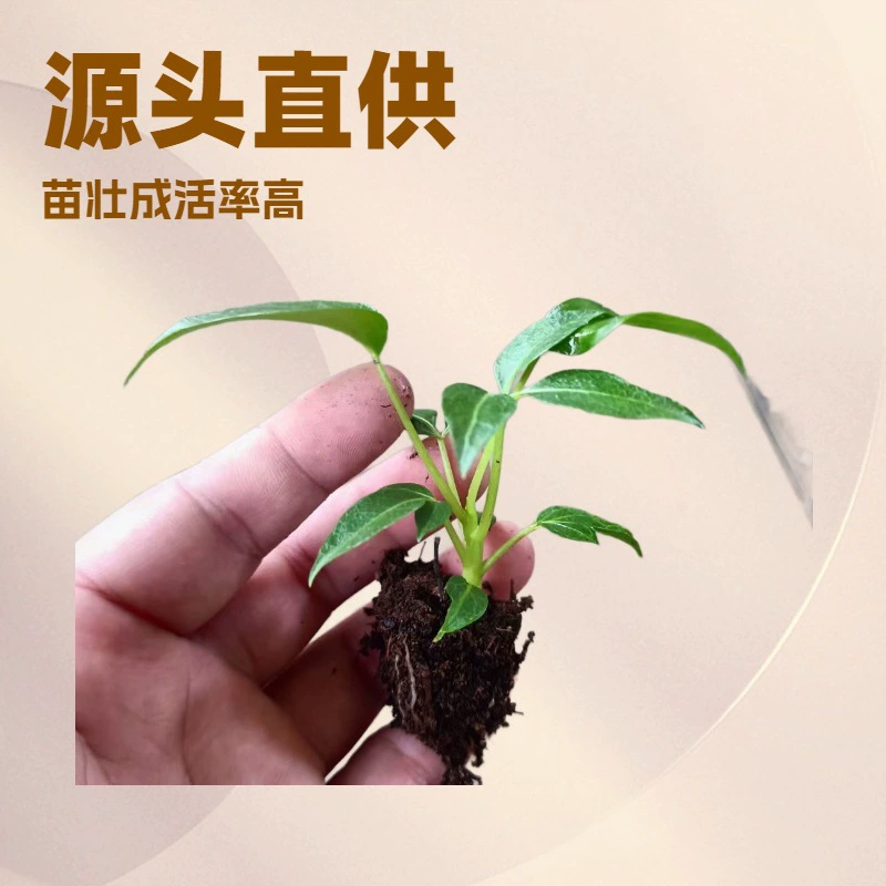 Производители источника поставляют офисные домашние комнатные Лиственные растения Пола Культура ткани вилка рассада Цветочные саженцы оптом