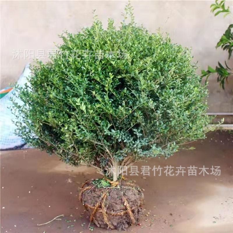 大量供应灌木冬青球龟甲冬青球黄杨球价格优惠
