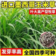 �M��ī�������ײݷN�у�12��~���ײ��i��ţ�~���Bֳ���Ѹ߮a����