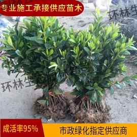 毛杜娟紫娟小苗四季常绿灌木植物庭院园林绿化工程杜鹃苗基地直销