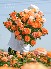 �¼���������С������õ���֭�̨�༾�_�����Ի���