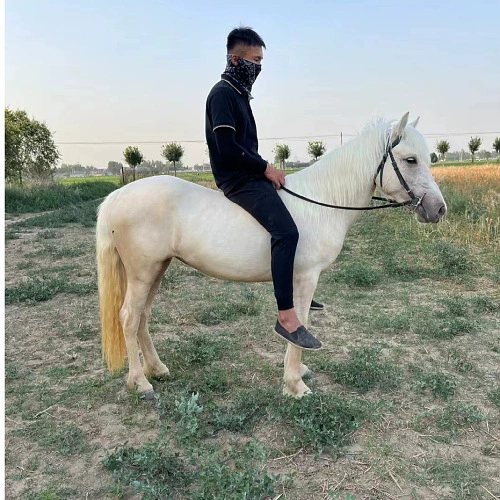 Детская каталка-карета "Дебао" с миниатюрными лошадками для просмотра живых лошадей, долгосрочная продажа и переработка миниатюрных лошадок для просмотра в живописных местах.