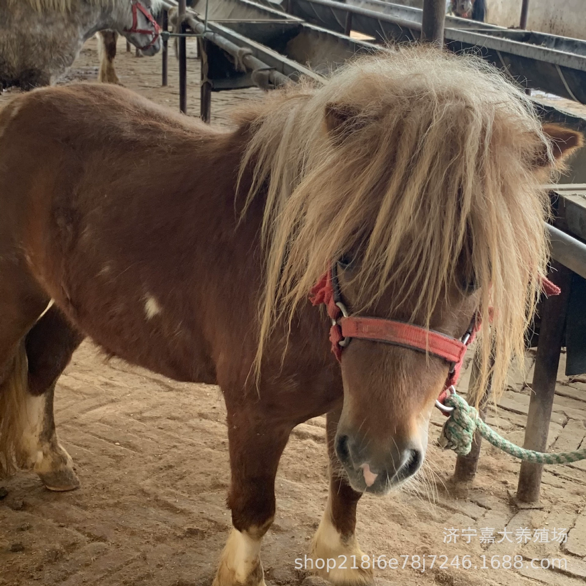 Нет оптовой пони живописный место езда развлечения пони оптовая цена лошади, какой корм делать пони есть