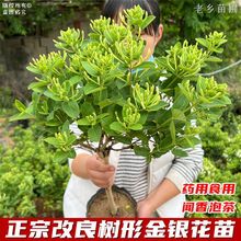 �ļ����y�������Ե���ʳ��ș���ݲ��̨�͏d�҃�ͥԺ�ϱ����Nֲ