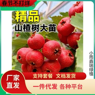 һ�����l�����ɽ高��������Ұɽ��tˮ������箔��Y���ϱ���