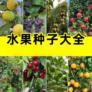 ����N����轷N�Ӱ׹���֦�����㴻���һ������Ѻ��ҷN���ļ�ͥԺ