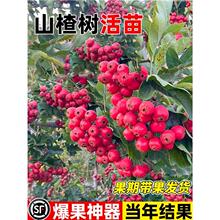 ɽ高����������t�Ӵ�����ϱ����ļ��Nֲ����ͥԺ���Ԯ���Y��