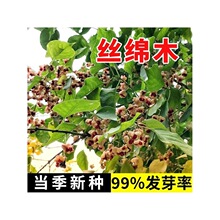新采丝绵木种子卫矛无患子种子绿化工程树种子丝绵木白杜乔木种籽