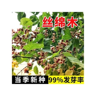 �²ɽz�dľ�N���lì�o���ӷN�ӾG�����̘�N�ӽz�dľ�׶ņ�ľ�N��