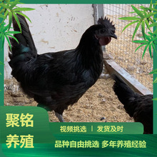 农家散养纯种青年五黑鸡活体 脱温五黑鸡苗成年五黑鸡种蛋批发价