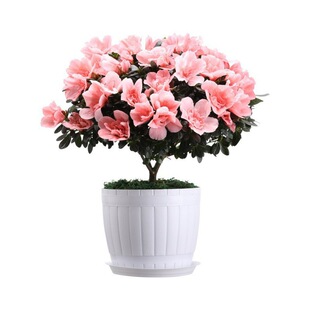 ���N�����Ի���ֲ���҃Ȼ��������w�Ϙ��ļ��_��ֲ����B�׻�Gֲ