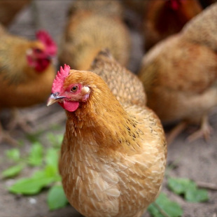 �Ĳ��u�����خa��B120��130��F�����r�u����ֻ�uҬ���u���ʳ��