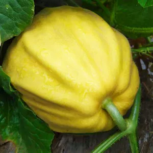 Семена уродливой дыни с каменным сахаром, семена дыни с золотыми комками, весенние семена фруктов четырех сезонов, старые сорта, хрустящие сладкие дыни Баленг