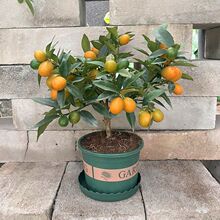 С����������N����ʳ�������ļ������̨�_���Y���҃���ֲ��