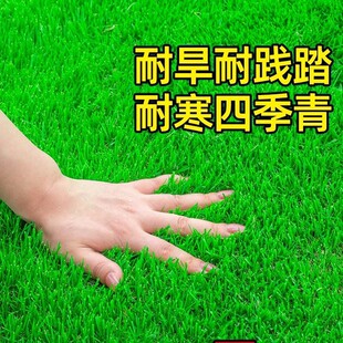 �ļ����ƺ����ͥԺ�G����Ľ������ݹ����������o�²ݷN��Ƥ����