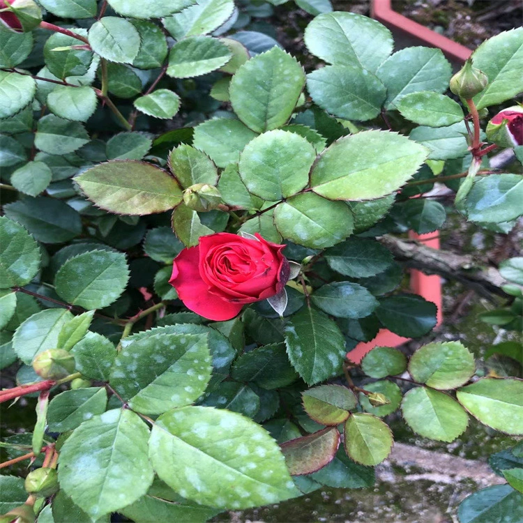 Оптовая Сорт Оу Юэ Duohua Цветущие Лоза Роза Саженцы года