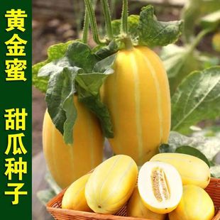 �ļ��S������ϷN�� ˮ���N���߲˷N����ȸ��׷N��ϷN��
