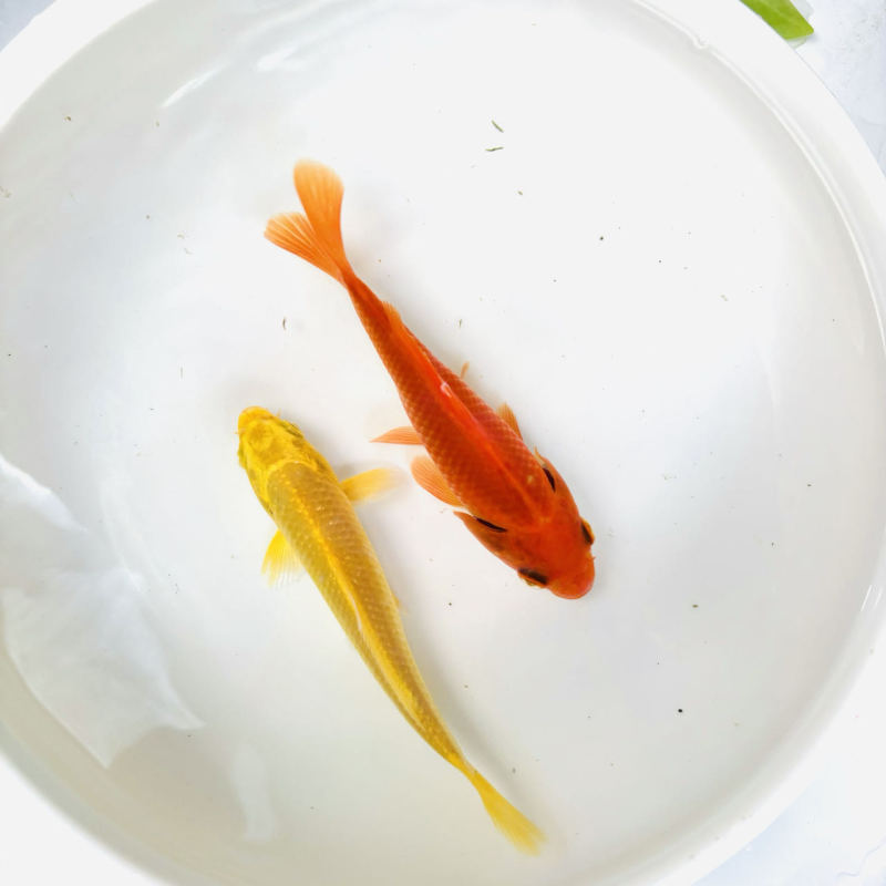 赤草金魚は育てやすい、長尾赤草観賞魚、鯉、活冷水魚、鯉、赤草淡水魚|undefined