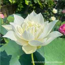 四季池塘大型荷花种藕苗水养盆栽荷塘莲藕种苗观赏荷花种根莲花苗