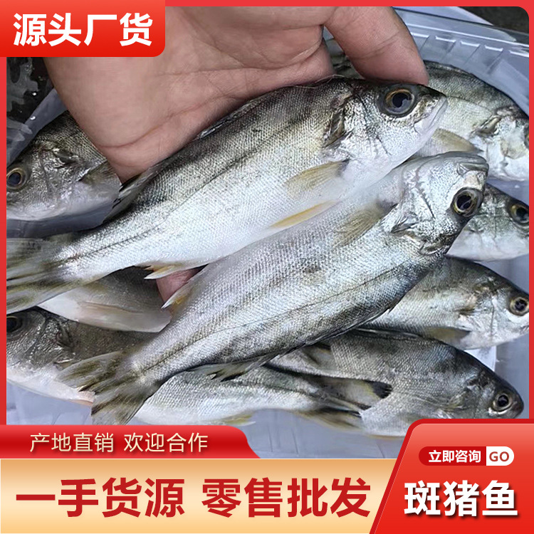 潮汕斑猪鱼 新鲜海捕三线鱼冷冻海鲜潮汕月子鱼丁公鱼餐饮批发