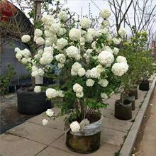 ���Aľ�������󻨶����L�����e��ͥԺ�������~ľ����ۈF�v�o