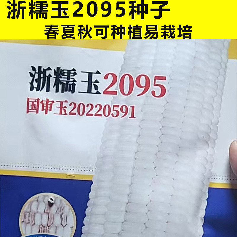 White Waxy Corn Seeds White Waxy Corn Seeds Sweet Corn Seeds Fragrant Soft Waxy High Yield Winter Corn