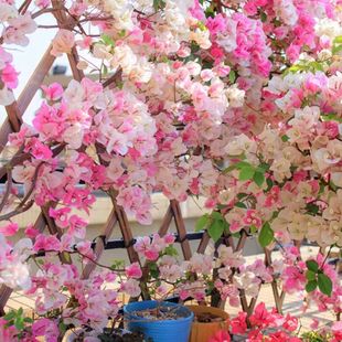 ��ɫ����÷����������ͥԺ����÷���ļ��_���Ϙ������ֱ�l