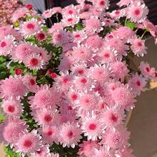 �ʺ��ǹ�С�r�ջ��N�����ļ����N�_���҃����⻨���B�׷N���