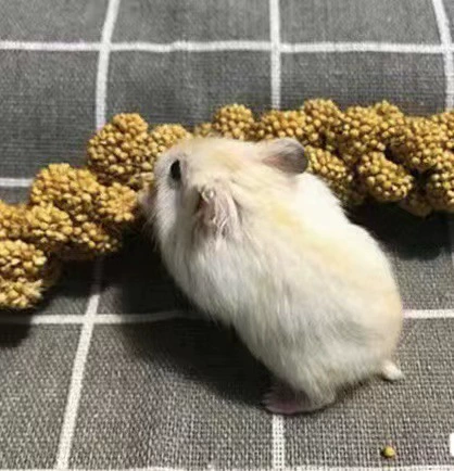 Live dwarf hamster, assorted coat colors and lengths, 0.01 kg, ~5 cm small pet
