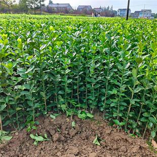 Hokkaido Boxwood Sapling House Courtyard Cold-Resistant Four-Season Evergreen Green Fence Wall Landscape Plant French Holly