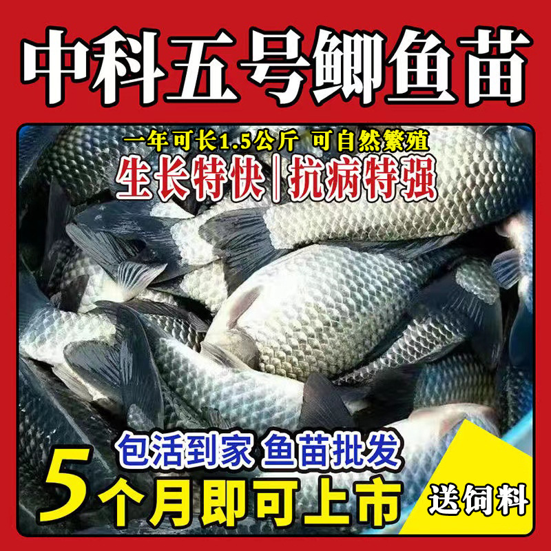 Large Variety of Golden Crucian Carp Fry Zhongke No. 5 Engineering Crucian Carp Xiangyun Crucian Carp High-Back Freshwater Cultured Live Grass Carp Fry