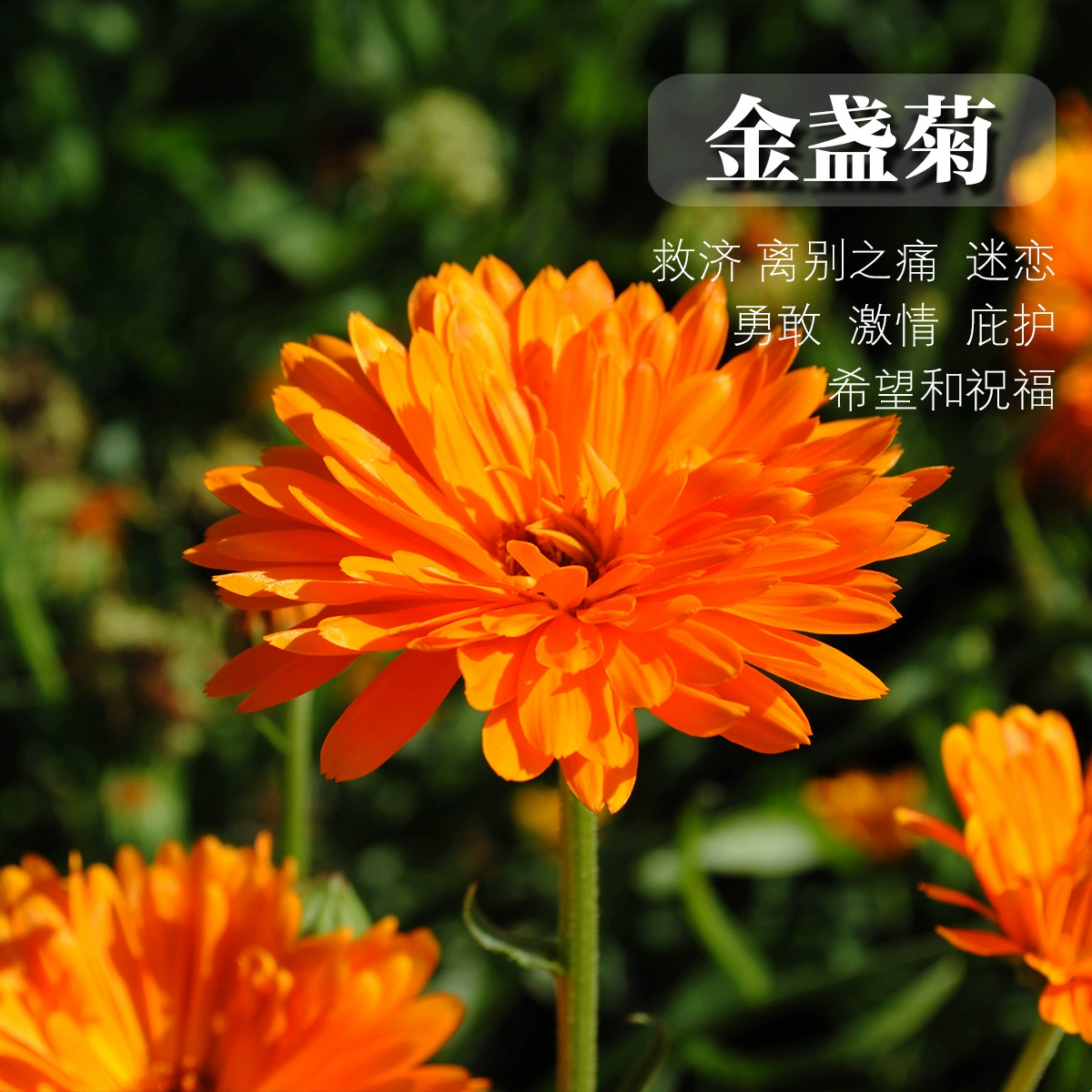 Calendula purpurea оптовый проект по производству цветов морское Садоводство осенний посев легко выращивать семена зеленых цветов хризантемы