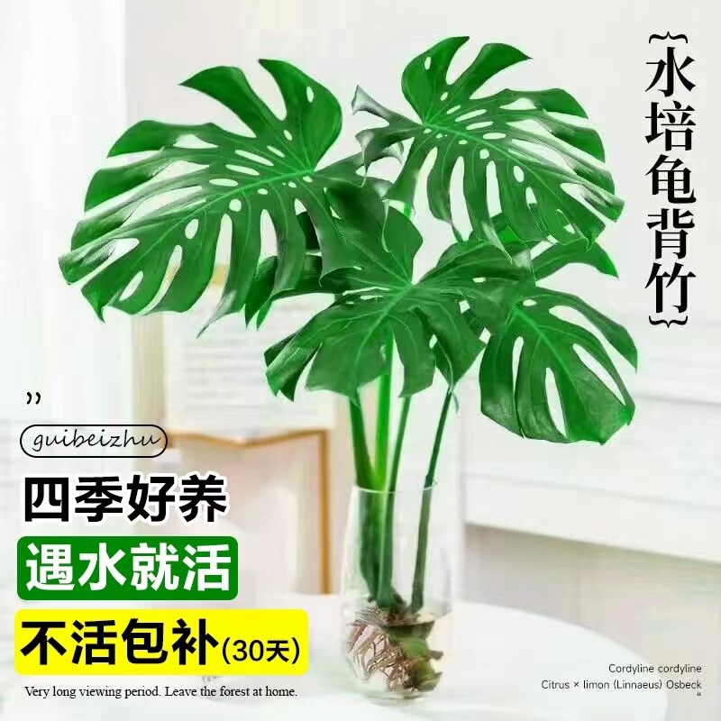 Monstera Hydroponic Plant Indoor Easy-To-Live Large-Leaf Green Plant Office Desk Flower Formaldehyde Removal Four-Season Evergreen Potted Plant