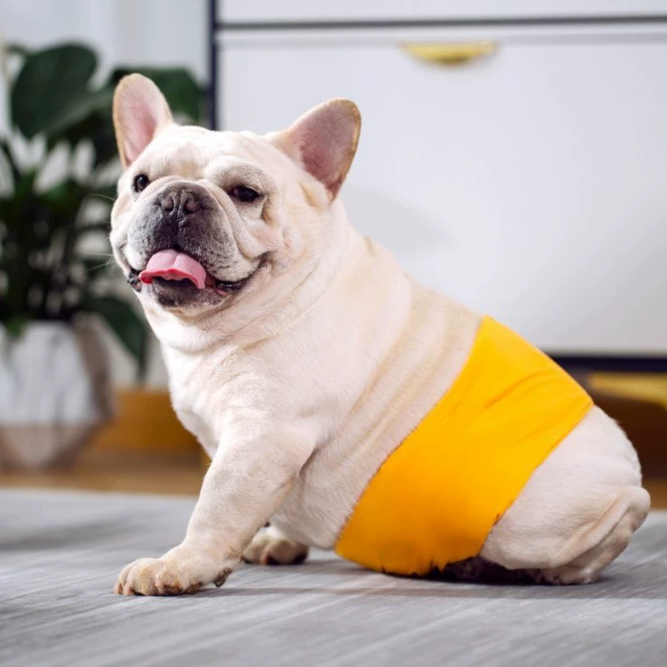 Новый физиологический пояс для собак, для самок и самок, впитывающие подгузники для собак, летние подгузники с охлаждающим эффектом для использования в кондиционированных помещениях.