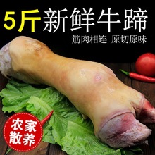 斤新鲜牛蹄整只切块生牛脚火烧去毛黄牛蹄子生鲜牛蹄脚带牛蹄筋