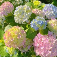 ���򻨷N�ӟo�M�Ľ���N�Ӯ����·N���׻�����ͥԺ�ļ��Nֲ������