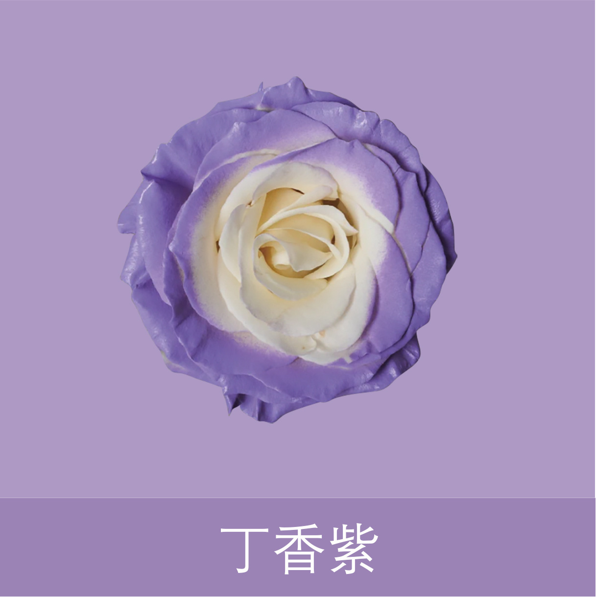 Material de embalaje de flores frescas Agente de tinción en aerosol de flores secas Salsa de ciruela negra Pintura en aerosol de flores Pintura en aerosol de flores Agente de color de flores