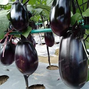 �Ϲ��ѷN�Ӵ������ӷN��ţ���Ϻڹ���¶�ش����ļ����߲˷N��